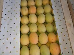 АБРИКОС Шалаx