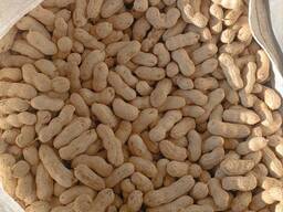 Арахис в скорлупе
