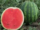 Арбуз сорт долби из Узбекистана - фото 3