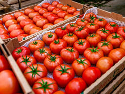 Бакинские томаты