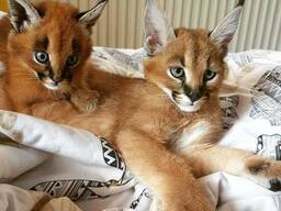 Caracal kittens for sale