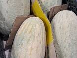 Дыня сорт торпеда из Узбекистана - фото 2