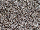 Feed Barley, origin Republic of Kazakhstan, crop 2021