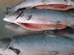 Fresh Atlantic Salmon Price / Buy Premium Quality Atlantic Salmon Fish From Norway