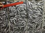 FRESH FROZEN Sprat - photo 2
