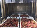 Гидрокулер для охлаждения плодоовощной продукции - фото 6