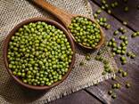 Green Mung bean from Uzbekistan - фото 1