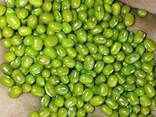 Green Mung bean from Uzbekistan - фото 3
