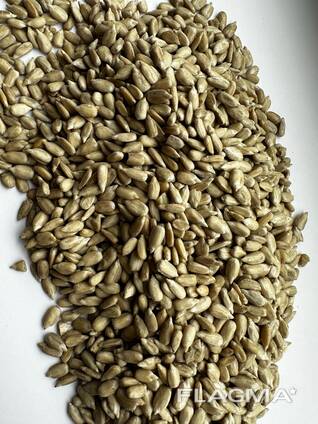 Günəbaxan nüvəsi