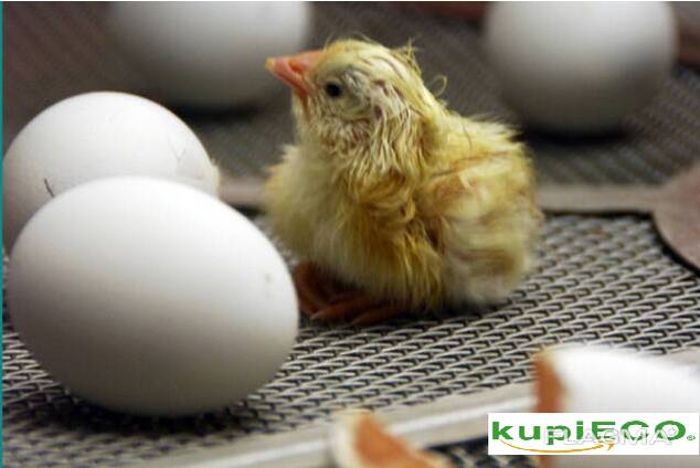 Инкубационные яйца яичных и бройлерных пород кур