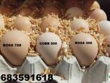 Инкубационные яйца яичных и бройлерных пород кур - фото 2
