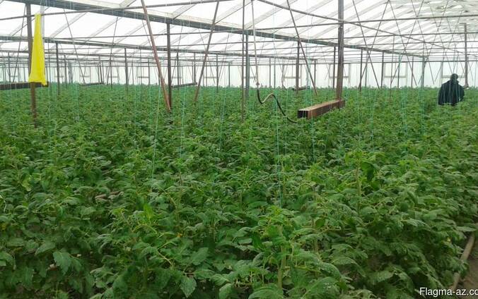 Istixana və parnik günəş istilik sistemi yaradılması.