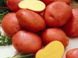 Картофель из Беларуси