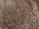 Álnus glutinósa , Семена ольхи, ольха семена, ольха черная семена, семена ольхи клейкой - фото 5