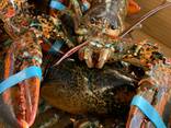 Lobsters - фото 3
