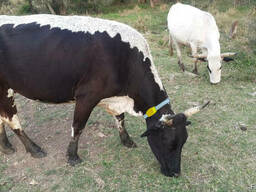 Malqara, qoyun və keçi üçün elektron çip lə izləmə cihazlari