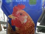 Compound Feed for Broiler Chicken - Best Mix - фото 2