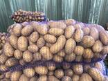Картофель польский: Vineta, Soraya, Queen Anne и др. - photo 1