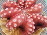 Предлагаем мороженные морепродукты в Азербайджан от завода из Китая - фото 1