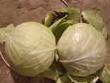Продаем капусту из Узбекистана - фото 9