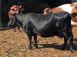 Продаем крупный рогатый скот ( бычки, телки, нетели )