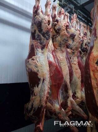 Продам говядину в полутушах, возможен Халяль на экспорт