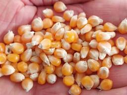 Продам кукурузу для попкорна 100 т