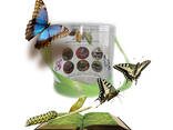 Продажа куколок тропических бабочек, коконы бабочек, ферма - фото 5