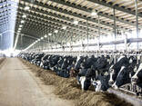 Продажа нетелей, бычков молочных и мясных пород из Прибалтики (Латвия, Литва, Эстония) - photo 1