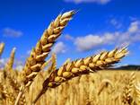 Пшеница - фото 2