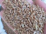 Пшеница 3.4.5-й класса мягкая-твердая DAP - фото 1