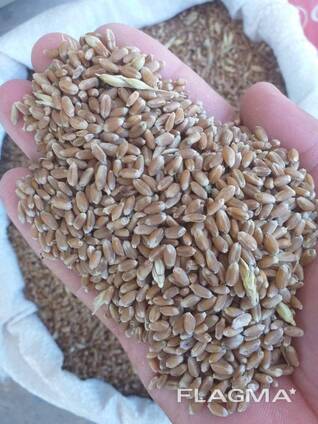 Пшеница 3.4.5-й класса мягкая-твердая DAP