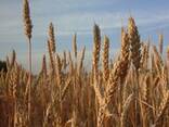 Пшеница мягкая, твердая, ячмень - фото 1
