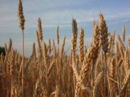 Пшеница мягкая, твердая, ячмень