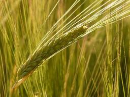Пшеница - протеин 12,5%