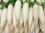Radish variety daikon from Uzbekistan - photo 2