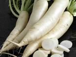 Radish variety daikon from Uzbekistan - photo 3