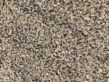 İstehsalçıdan ədviyyatlı bitkilərin keyfiyyətli toxumlarının satışı - фото 3