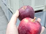 Яблоки из Кавказа - фото 3
