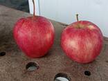 Яблоки из Кавказа - photo 9
