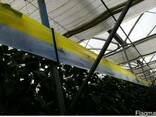 Желто-голубые клеевые рулонные ловушки 30смх100м - фото 6